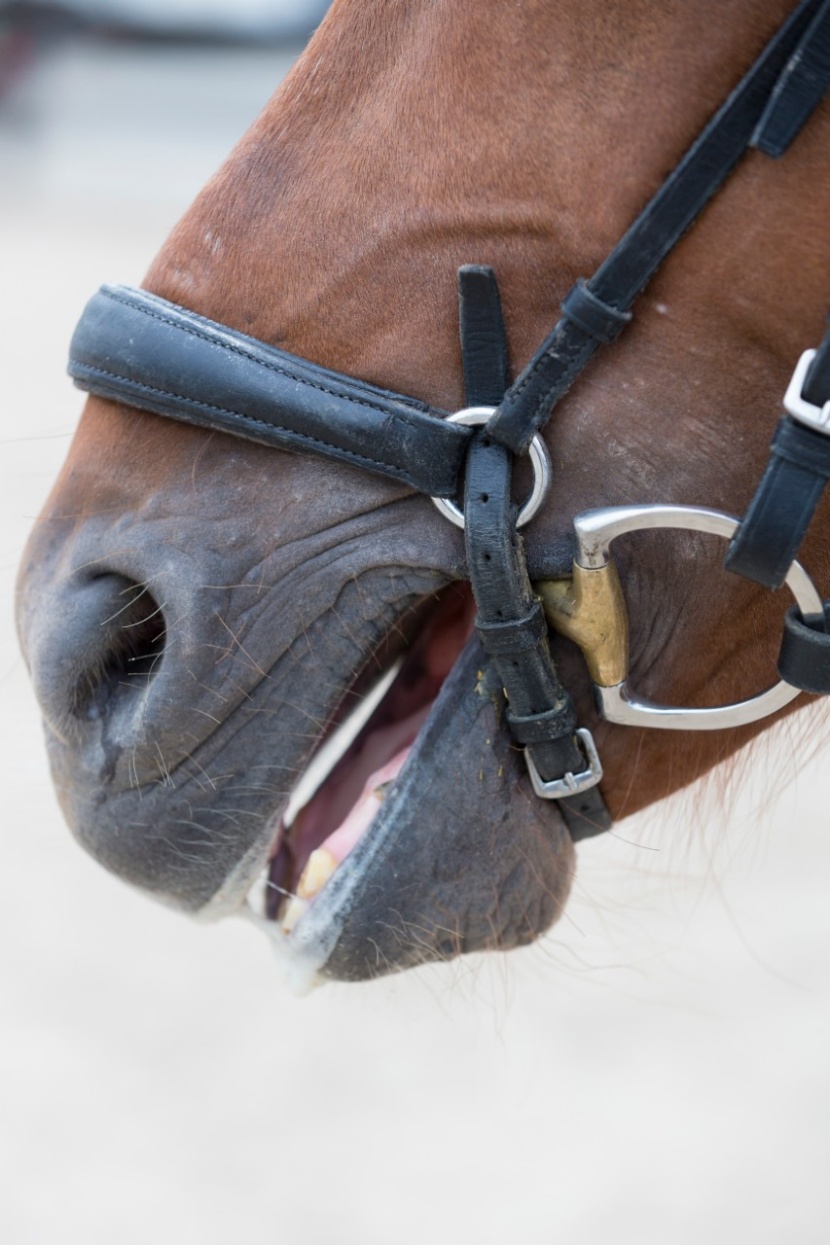 Pferd Leckt Sich Ständig Das Maul Mehr Freiheit fürs Pferdemaul